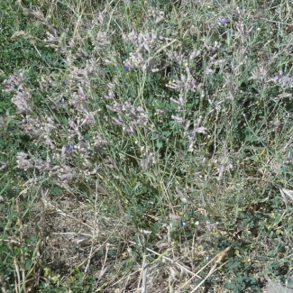 Silene aucheriana -‌‌ Caryophyllaceae
