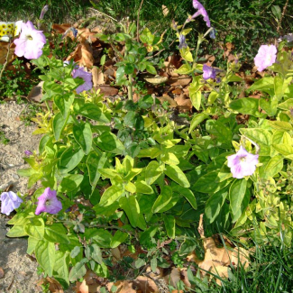 Petunia nyctaginiflora - Solanaceae
