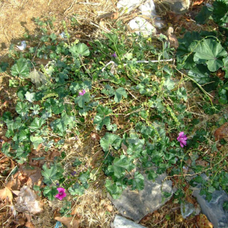 Malva sylvestris - Malvaceae