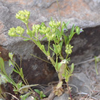 Valerianella oxyrrhyncha -‌‌ Valerianaceae