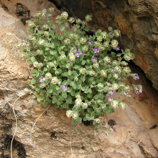 Campanula incanescens - Campanulaceae 