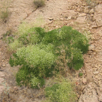 Gypsophila acantholimoides - Caryophyllaceae