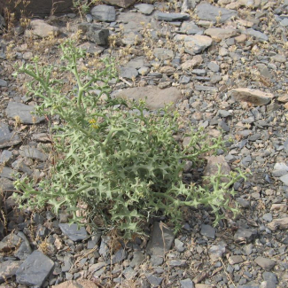 Echinophora platyloba - Apiaceae