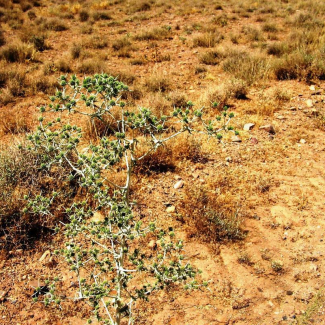 Eryngium billardieri - Apiaceae