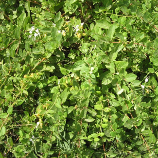Lonicera caprifolium - Caprifoliaceae