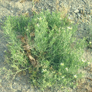 Peganum harmala - Zygophyllaceae