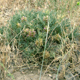 Astragalus compactus - Fabaceae