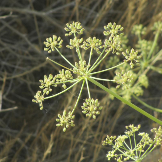 Ducrosia anethifolia - Apiaceae