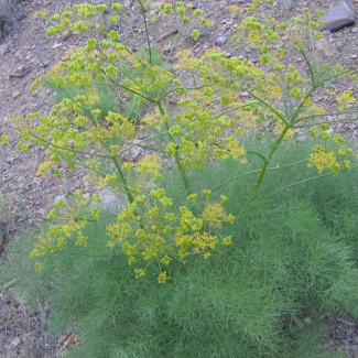 Prangos ferulacea - Apiaceae