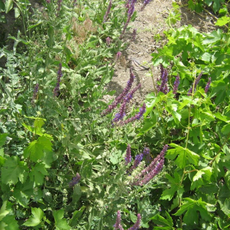 Salvia virgata - Lamiaceae