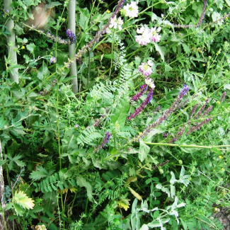 Coronilla varia - Fabaceae