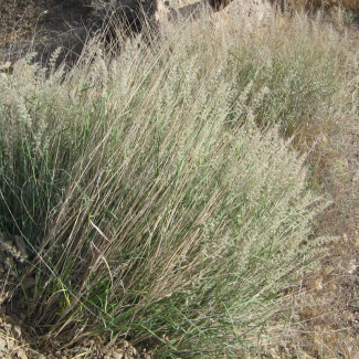 Melica persica - Poaceae