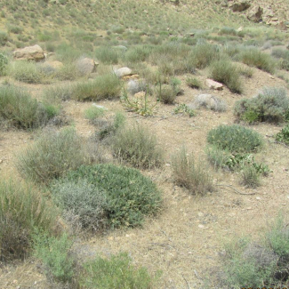 Astragalus podosphaerus - Fabaceae