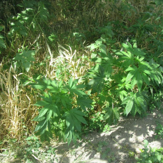 Cannabis sativa - Cannabaceae