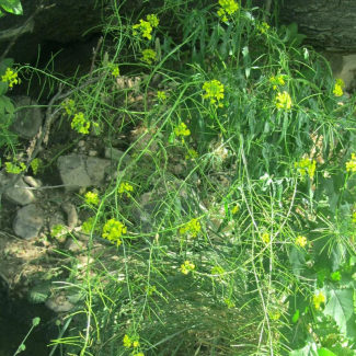 Sisymbrium irio - Brassicaceae