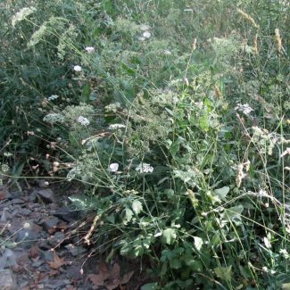 Pimpinella affinis - Apiaceae