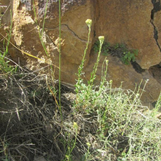 Helichrysum globiferum - Asteraceae