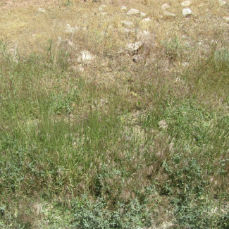 Aegilops tauschii - Poaceae