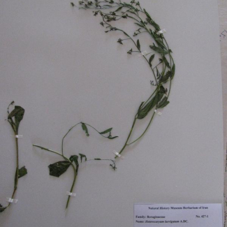 Heterocaryum laevigatum - Boraginaceae
