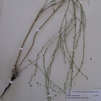 Lappula barbata - Boraginaceae