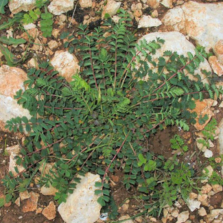 Sanguisorba minor subsp. muricata - Rosaceae