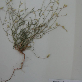 Xeranthemum longipapposum - Asteraceae