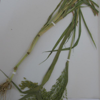 Panicum miliaceum - Poaceae