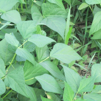 Phaseolus vulgaris - Fabaceae