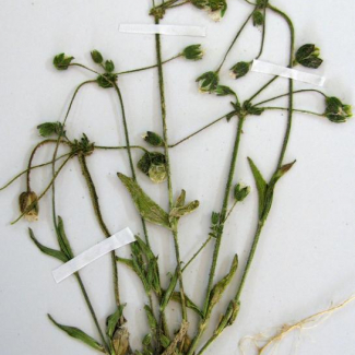Holosteum umbellatum - Caryophyllaceae