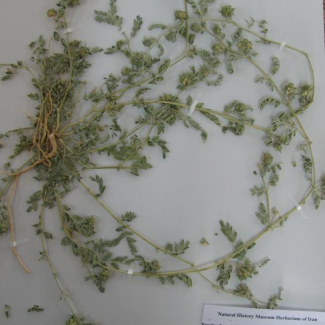 Tribulus terrestris var. terrestris - Zygophyllaceae