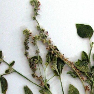 Heliotropium dissitiflorum - Boraginaceae
