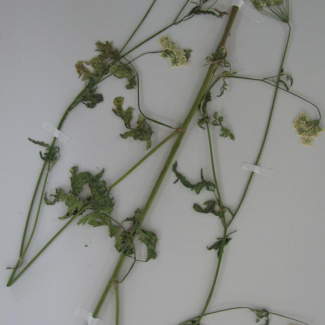 Torilis arvensis - Apiaceae