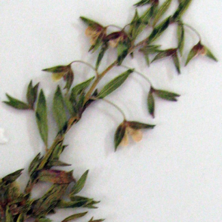 Veronica arguteserrata - Scrophulariaceae