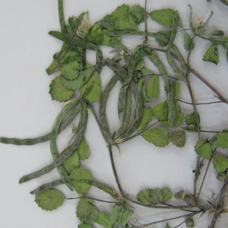 Trigonella astroites - Fabaceae