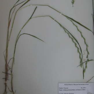Lolium persicum - Poaceae 