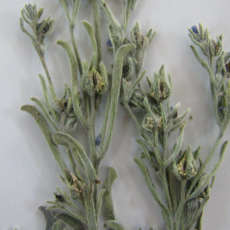 Lappula spinocarpos - Boraginaceae