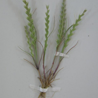 Nardurus subulatus - Poaceae