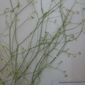 Johreniopsis seseloides - Apiaceae