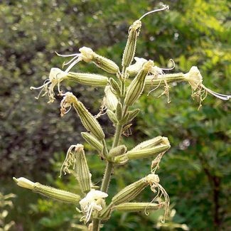 Silene viscosa -‌‌ Caryophyllaceae