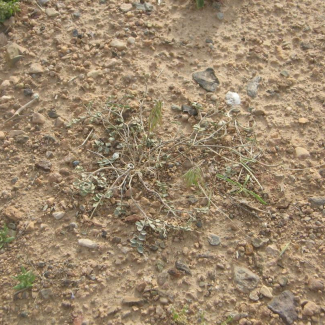 Astragalus angustifolius - Fabaceae