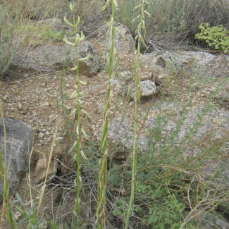 Astragalus ispahanicus - Fabaceae
