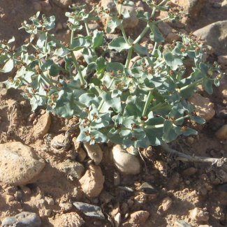 Euphorbia bungei - Euphorbiaceae