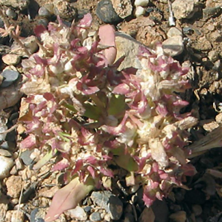 Valerianella plagiostephana - Valerianaceae