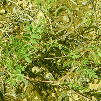 Astragalus corrugatus - Fabaceae