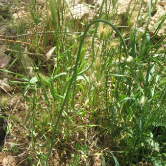 Allium vescum - Alliaceae