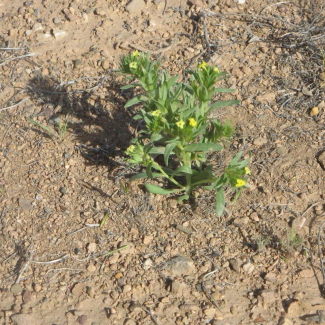 Arnebia linearifolia - Boraginaceae