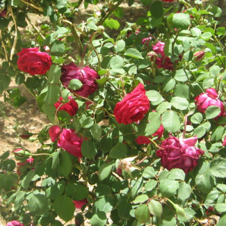 Rosa gallica - Rosaceae