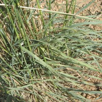 Oryzopsis holciformis - Poaceae