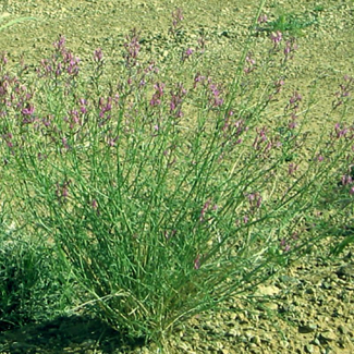 Astragalus recurvatus - ‌‌Fabaceae
