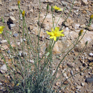 Scorzonera luristanica - Asteraceae